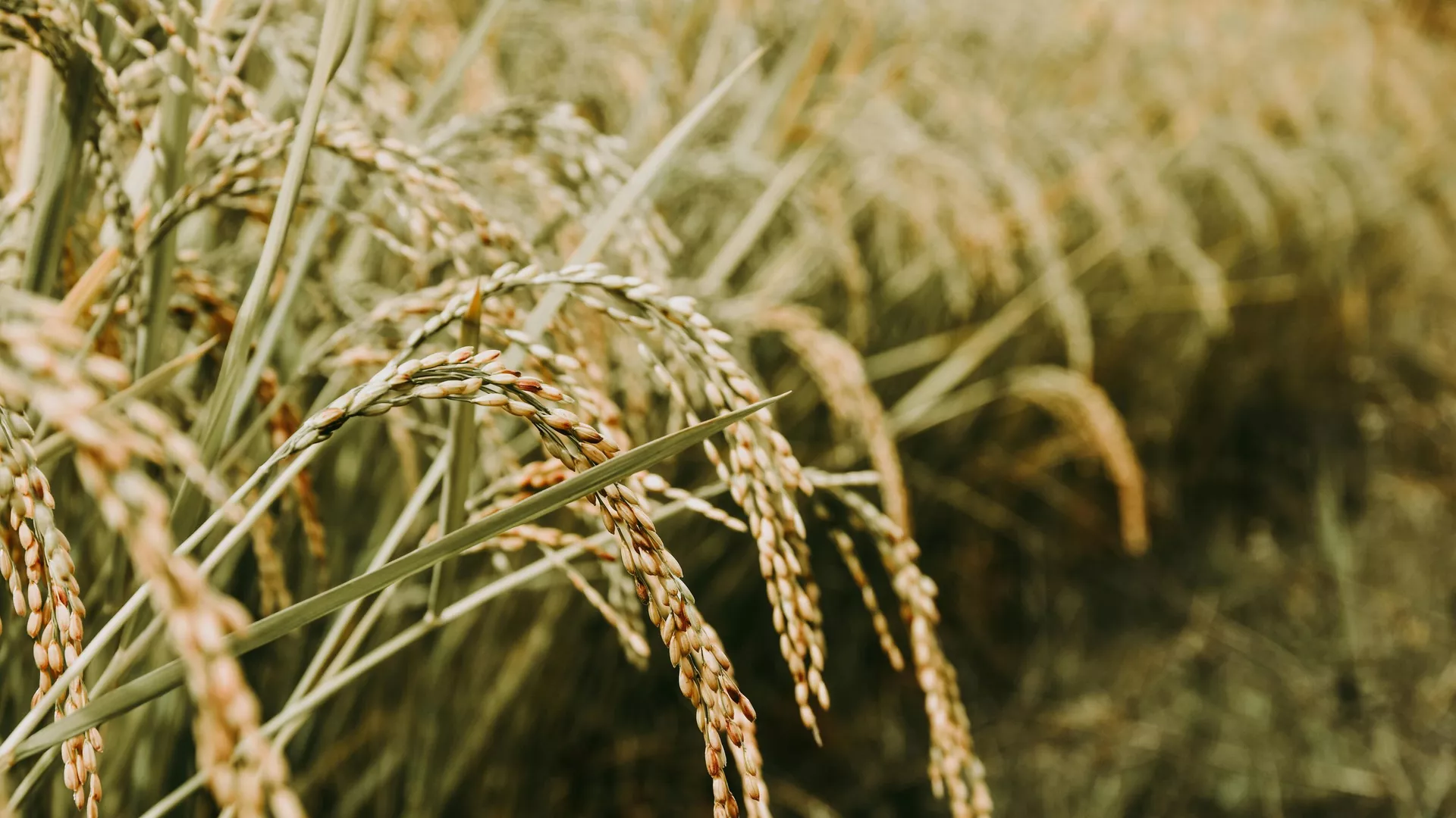 Le Niger interdit les exportations de certaines céréales, sauf vers le Burkina et le Mali